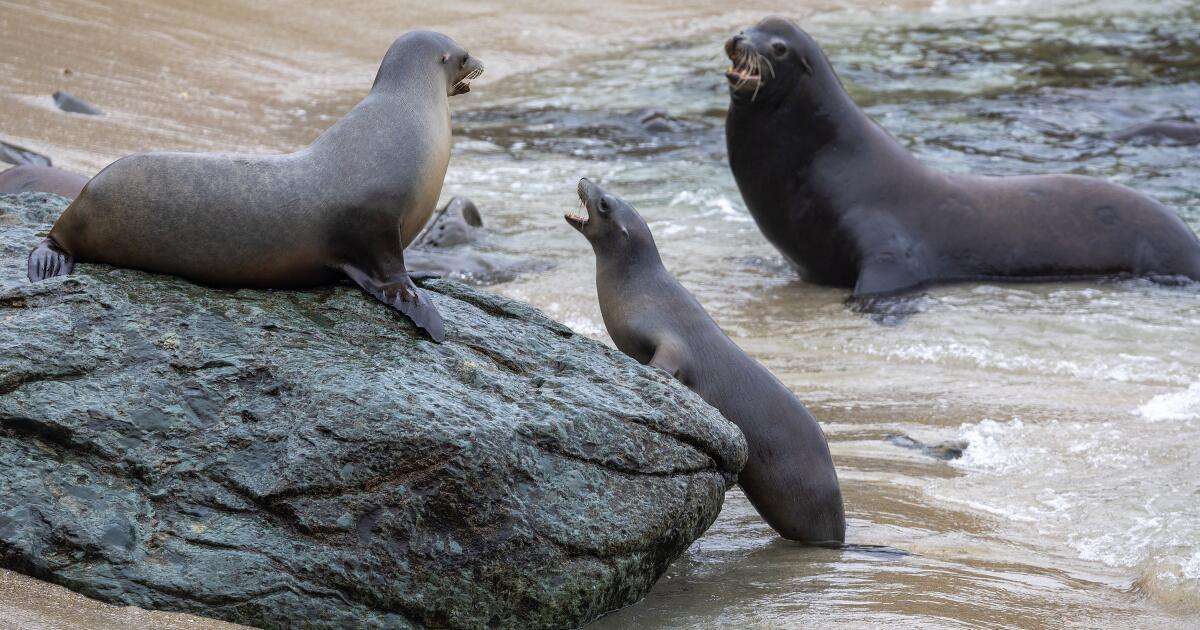 image for California man accused of decapitating sea lion, putting head in plastic bag. All lies, he says