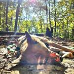 image for Potato is all tuckered out from her camping hike