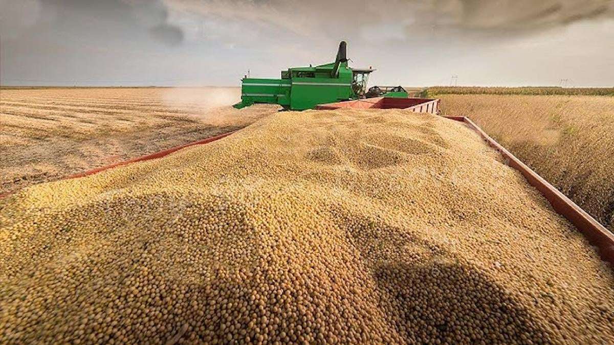image for China halts US soybean imports to hit Trump’s MAGA supporters