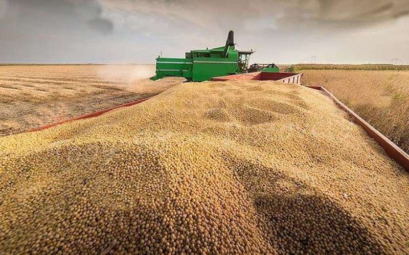 image for China halts US soybean imports to hit Trump’s MAGA supporters