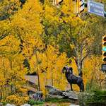 image for Estes Park, CO in full fall colors
