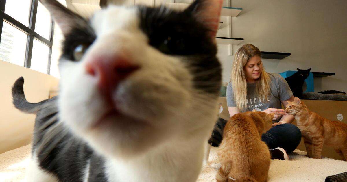 image for California bans declawing cats under new law