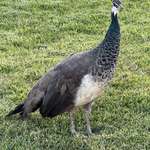 image for [OC] I spotted a female peacock as I was walking outside.