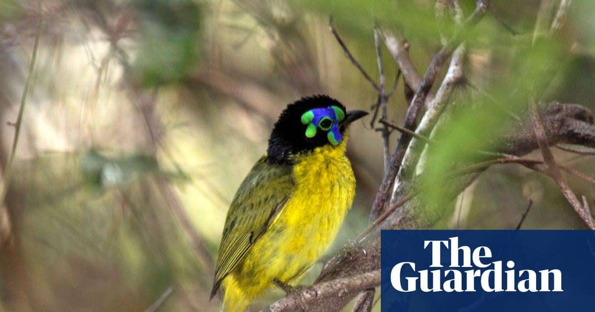 image for More than half of world’s bird species in decline, as leaders meet on extinction crisis