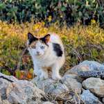 image for A cat I saw on my walk today.