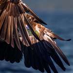image for I took a picture of a white-tailed eagle at the perfect time!