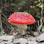 image for This mushroom next to the bike trail
