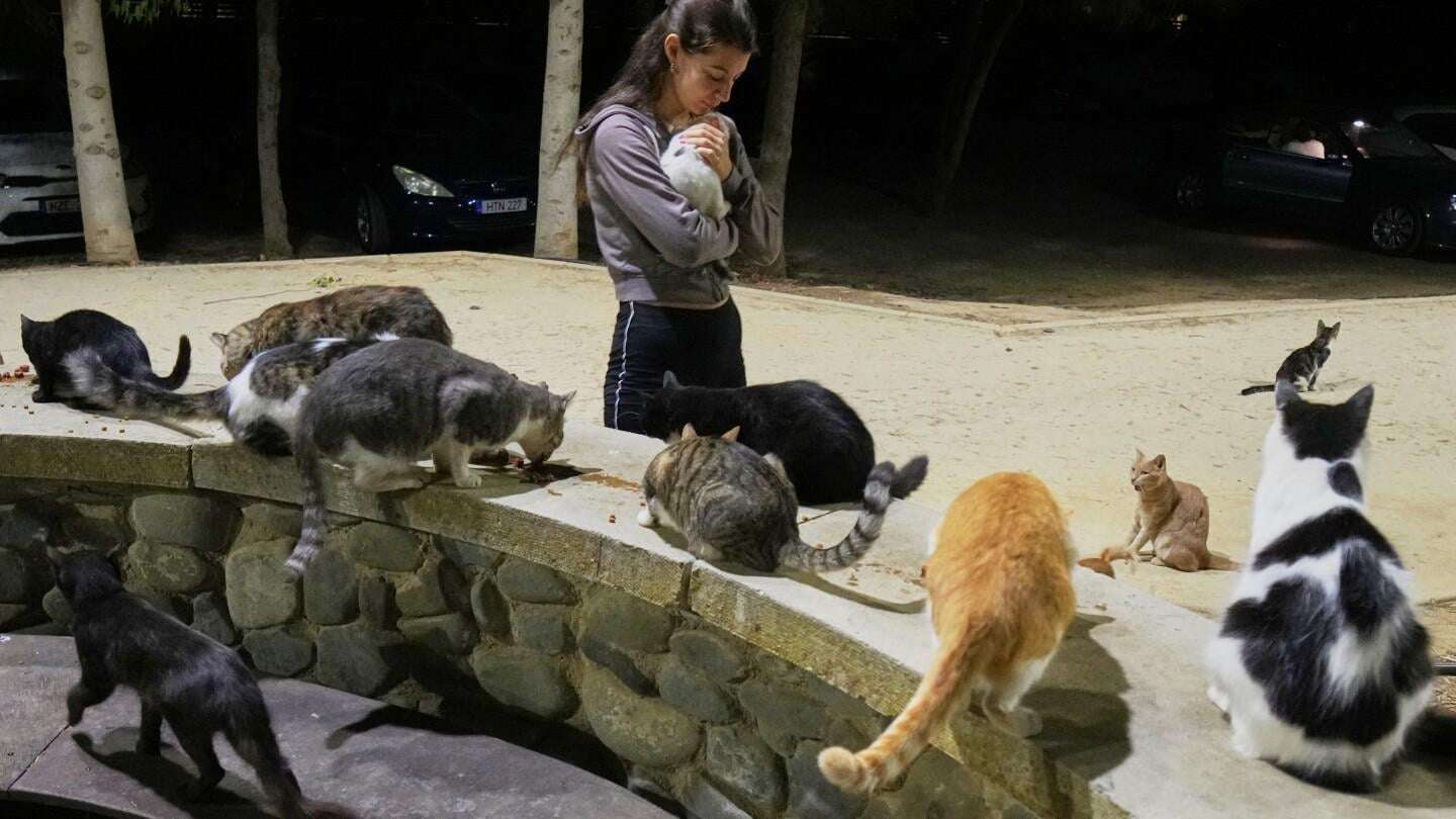 image for Cyprus has a cat problem: One feline for every resident