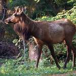 image for Nice  looking bull elk came on the property early in the year.