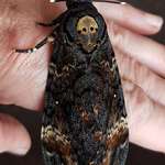 image for OC - Beautiful Death's Head Moth