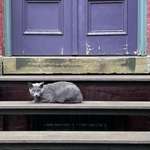 image for Handsome cat on my way to work, that is all.