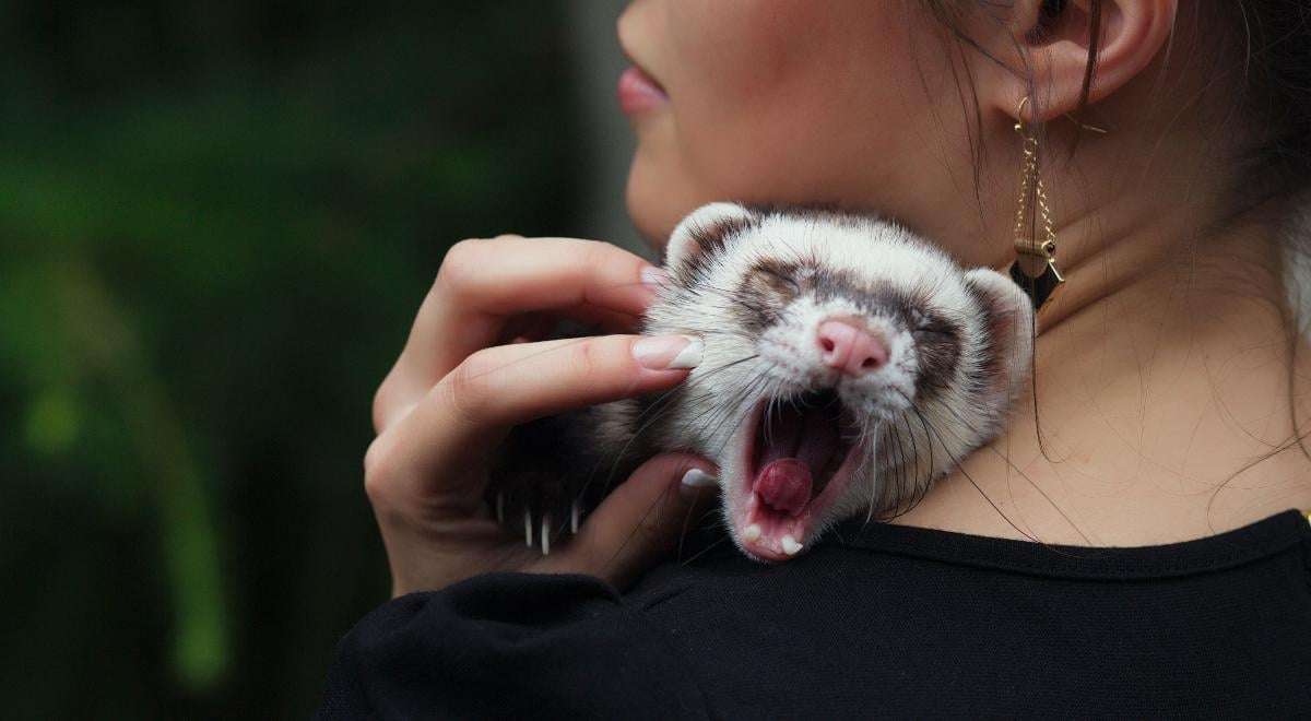 image for Poland votes to ban fur farming by 2033, with payouts for early closures