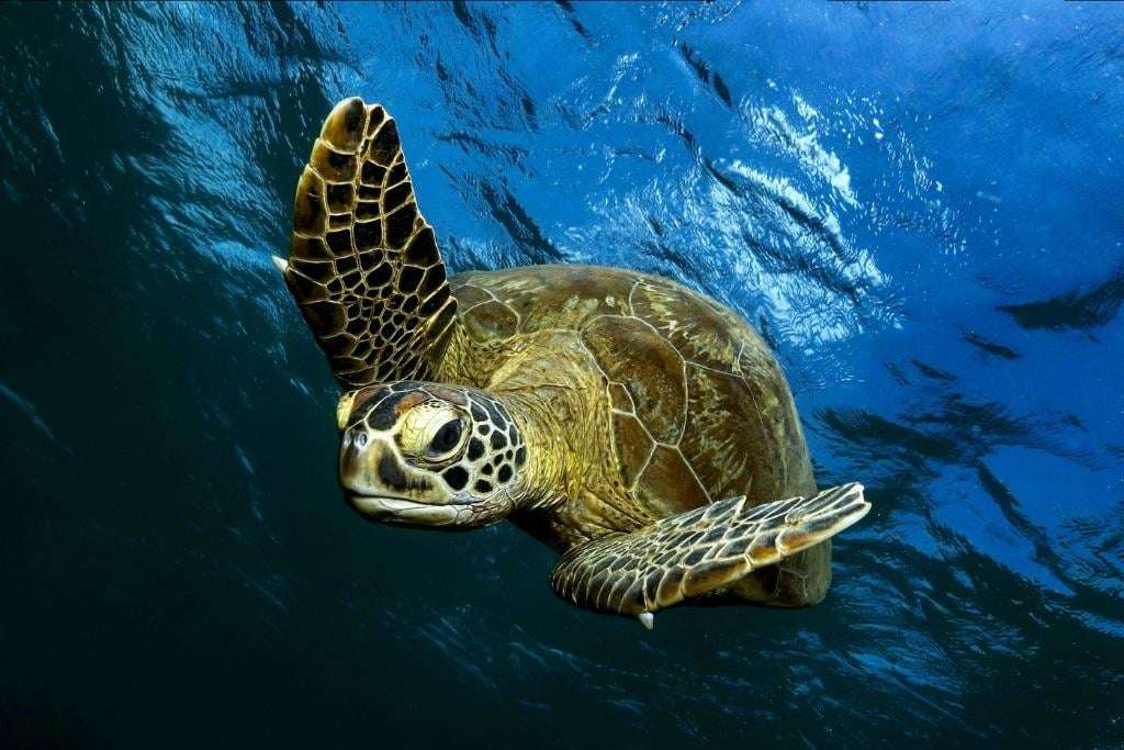 image for Green Sea Turtles No Longer Endangered in Conservation Win