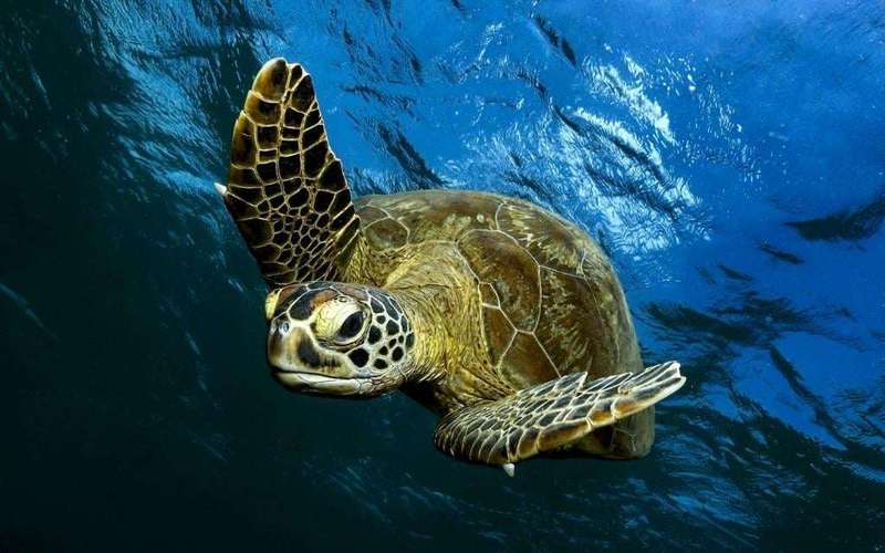 image for Green Sea Turtles No Longer Endangered in Conservation Win
