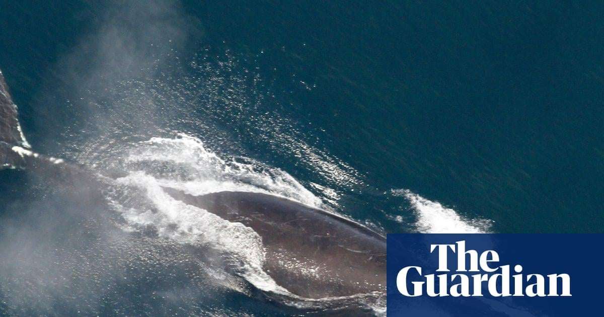 image for Scientists say North Atlantic right whale population slowly increasing