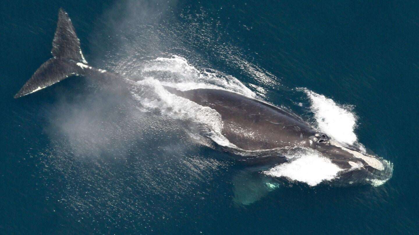 image for One of the world’s rarest whales that makes the Atlantic its home grows in population