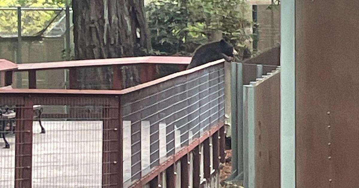 image for Wild bear stealthily enters California zoo, is found visiting the bear exhibit