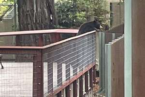 image for 