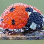 image for A ladybug covered in dew makes me think of a blackberry
