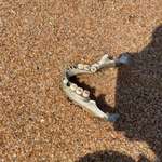 image for Human Jaw found on the beach by a friend's son this morning in Umhlanga, South Africa