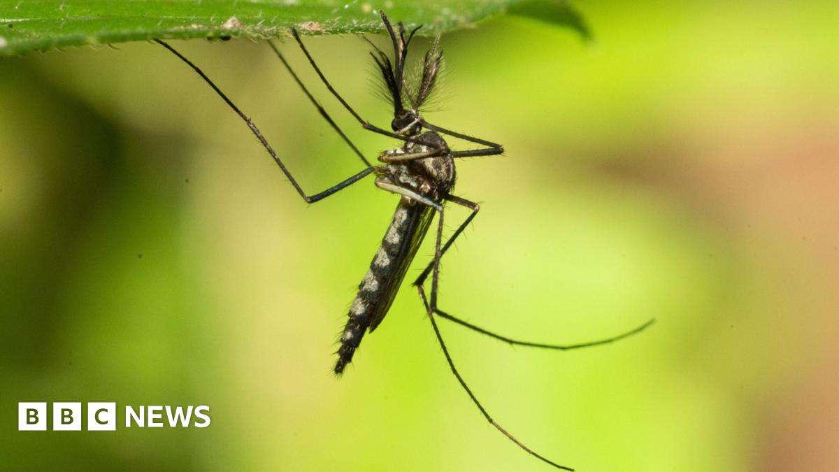 image for Mosquitoes found in Iceland for first time after record heat