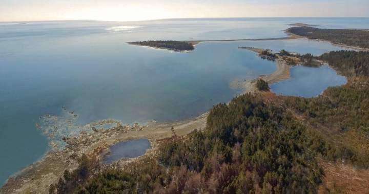image for Nova Scotia government gives Whale Sanctuary Project approval to build coastal refuge - Halifax