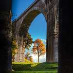image for [OC] A tree under the bridge