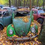 image for Bug infested woods in the fall (OC)
