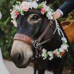 image for [oc] The wedding I photographed had beer burros
