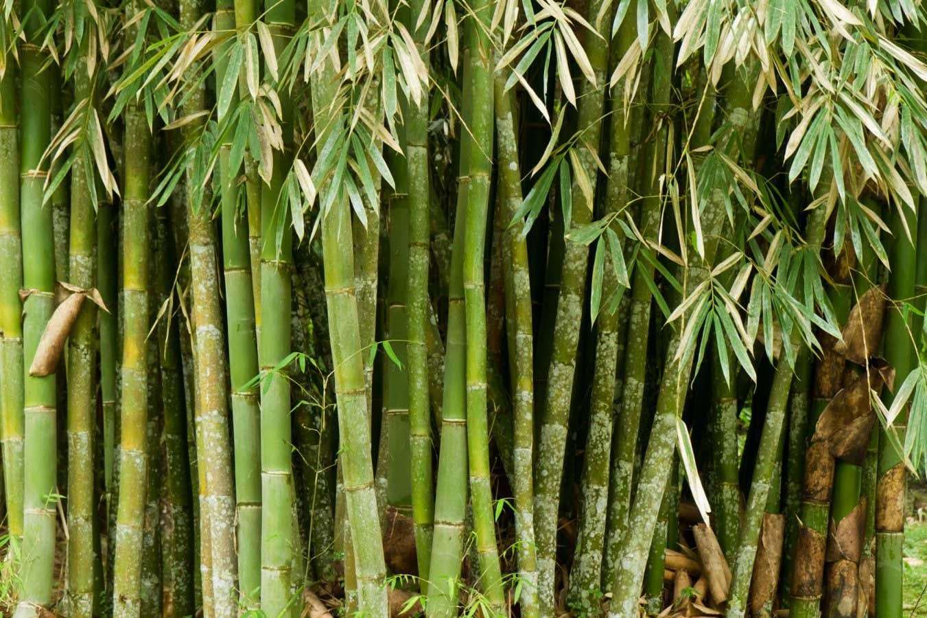 image for Biodegradable plastic made from bamboo is strong and easy to recycle