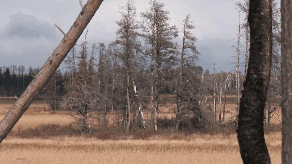 image for The Nature Conservancy adds over 12,000 acres to its conservation efforts in northern Minnesota