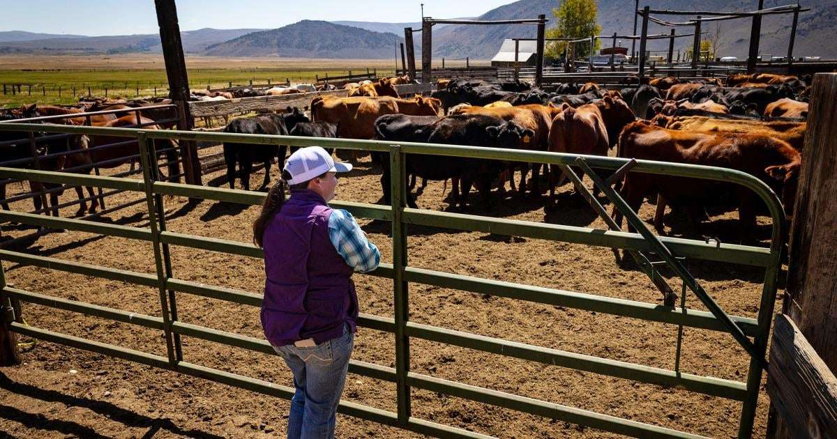 image for Ranchers protest Trump plan to import more beef from Argentina