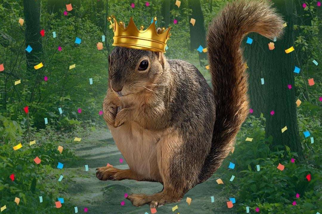 image for Look: 'Chunkosaurus Rex' wins Texas' inaugural Fat Squirrel Week