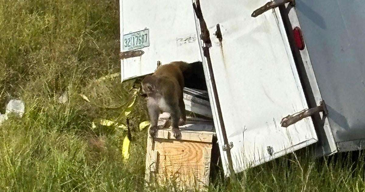 image for Escaped monkeys 'destroyed' after Mississippi police are mistakenly told they're a danger