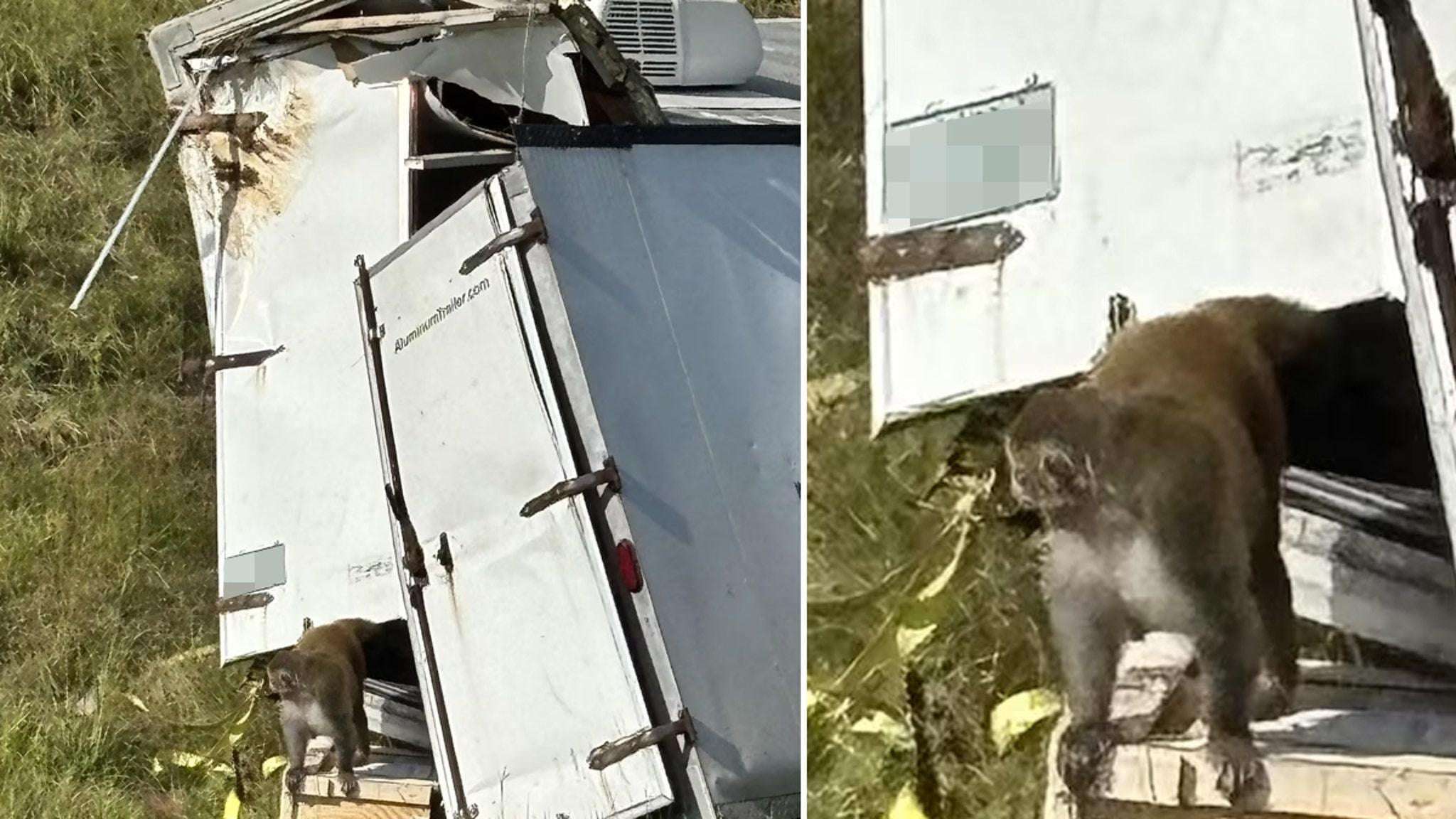 image for Herpes-Infected Monkey On The Run After Truck Crash In Mississippi