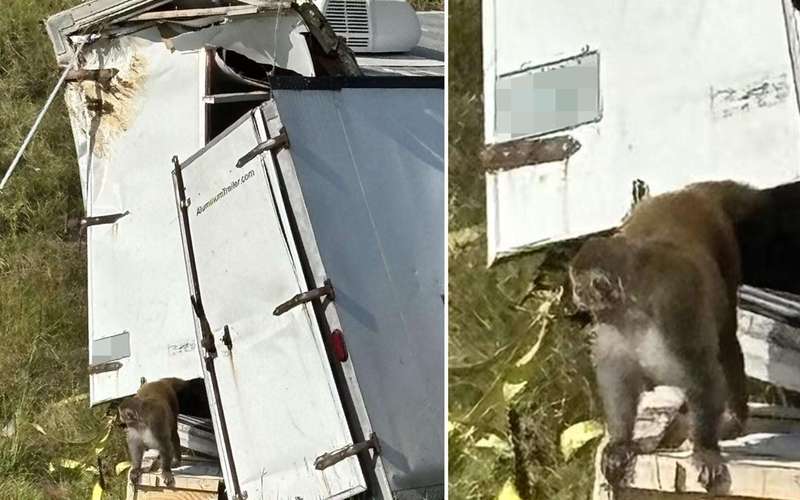 image for Herpes-Infected Monkey On The Run After Truck Crash In Mississippi