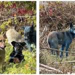 image for Dogs in Chernobyl have mysteriously started turning blue over the last week