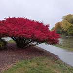 image for This bush has reached peak autumness