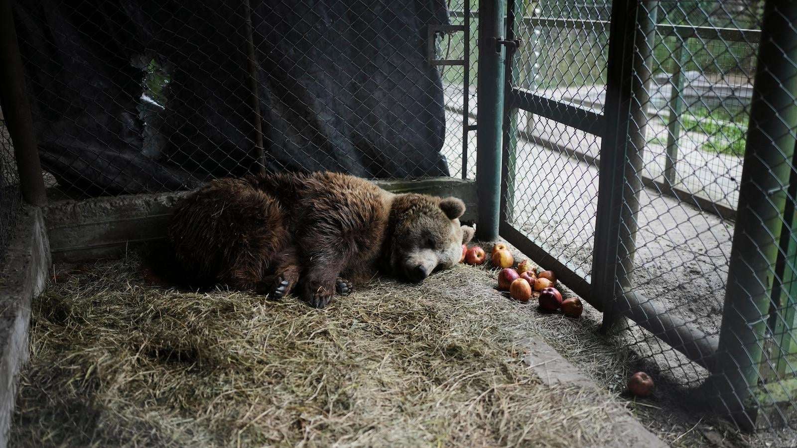 image for Years after notorious zoo closed, the stranded animals are finally being rescued