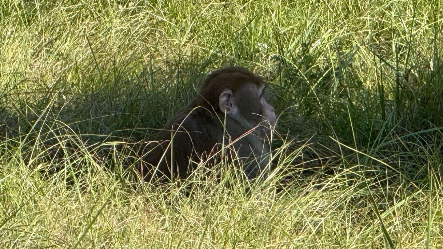 image for Mississippi woman kills escaped monkey fearing for her children’s safety