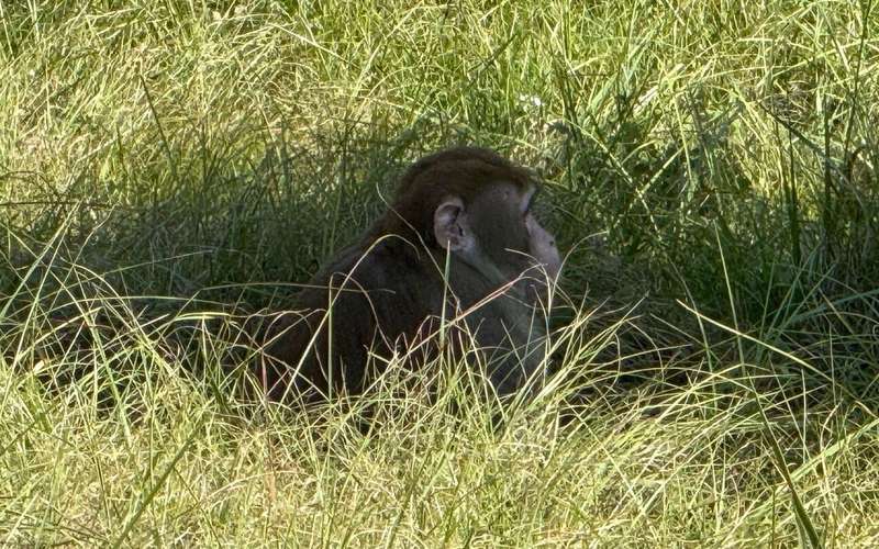 image for Mississippi woman kills escaped monkey fearing for her children’s safety