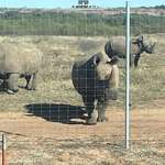 image for I live in rural North Texas.  My neighbors have pet rhinos.