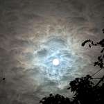 image for Took this picture of the moon. It looks like a Van Gogh painting