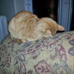 image for This is the cat that I had growing up. His name was Elliot. He lived for 23 years