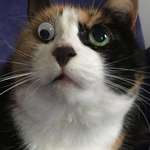 image for I fixed my one-eyed cat.