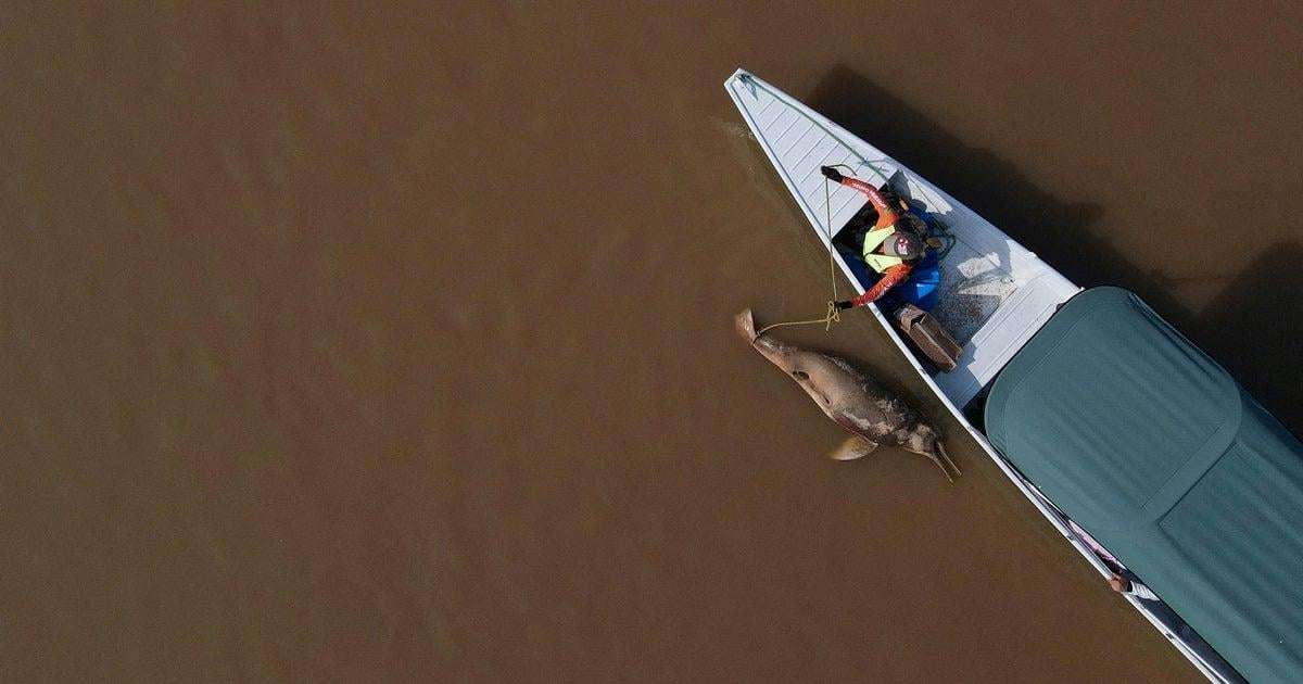 image for Hundreds of dolphins found dead in Amazon lake were in water hotter than a jacuzzi, study finds