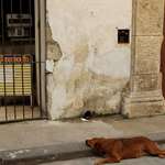 image for [OC]: Dog drooling over a meat shop - Havana, Cuba 2019