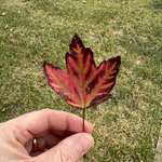 image for [OC] At the age where I start looking at all the leaves in my yard and this is the best one so far
