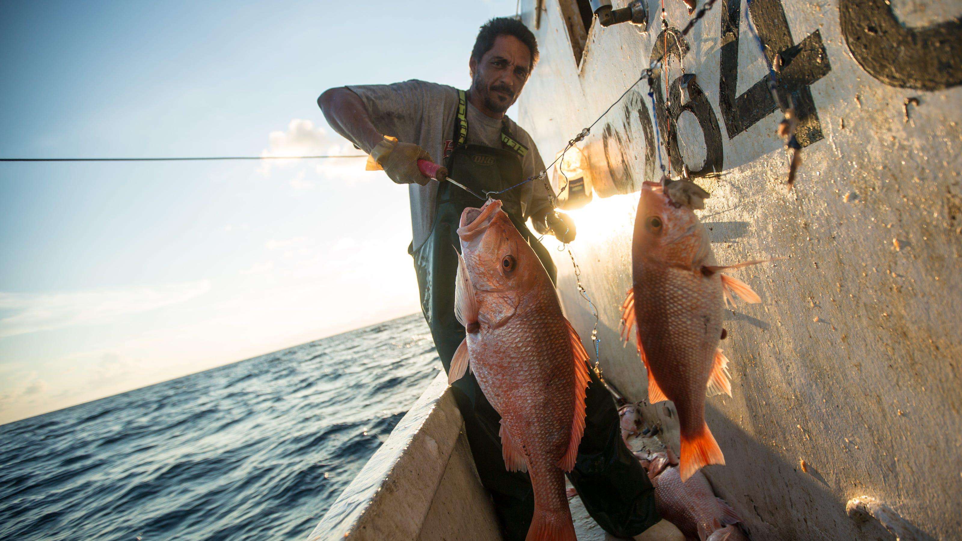 image for How America's fisheries rebounded from collapse and overregulation