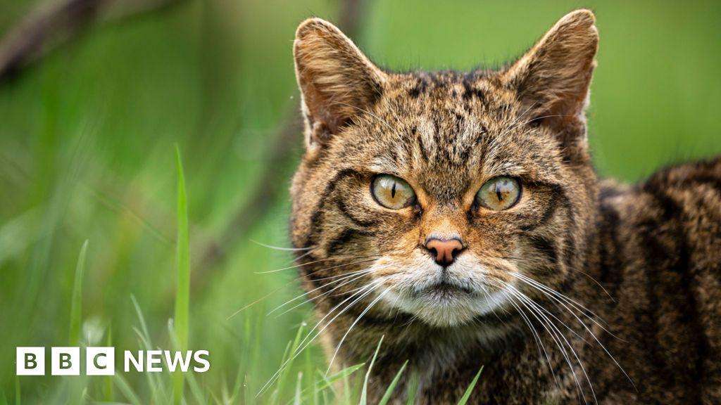 image for Once-extinct European wildcats set to make a comeback in England